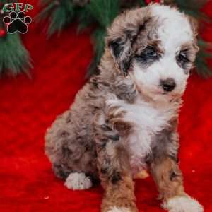 Brenda, Mini Bernedoodle Puppy